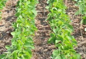 8 Benefícios da Adubação Verde para o Solo e a Agricultura