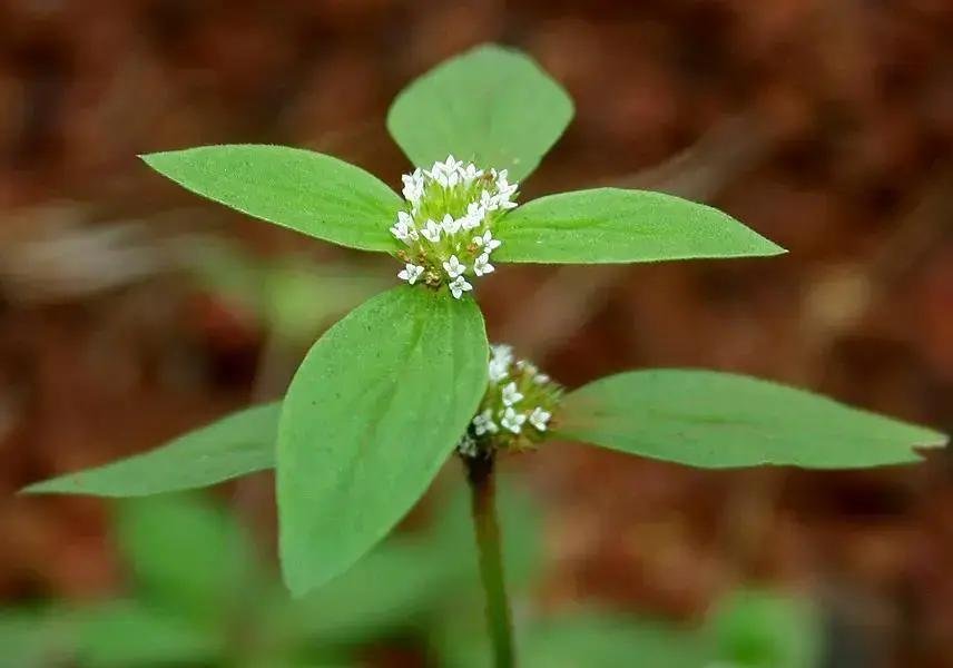 8 Benefícios da Vassourinha de Botão para Sua Saúde