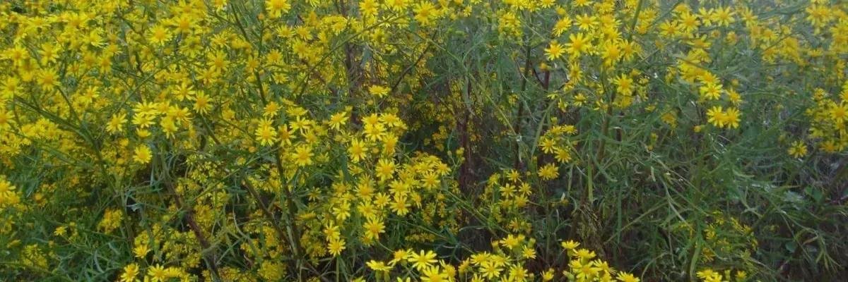 8 Benefícios do Cipó Chumbinho para a Saúde 8 Benefícios do Cipó Chumbinho para a Saúde