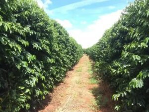 8 Benefícios do Fertilizante Uréia para Suas Plantas