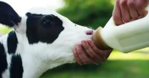 8 Benefícios Incríveis do Colostro Bovino para a Saúde