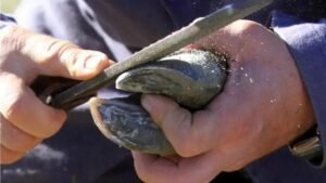 8 Causas e Soluções para Unhas que Racham no Meio