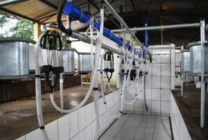 8 Dicas para uma Ordenha Balde ao Pé Eficiente