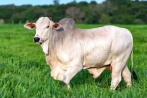 8 Fatores que Influenciam o Preço da Arroba de Gado