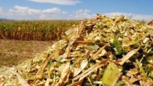 8 Vantagens do Milho Silagem para Pecuária Eficiente