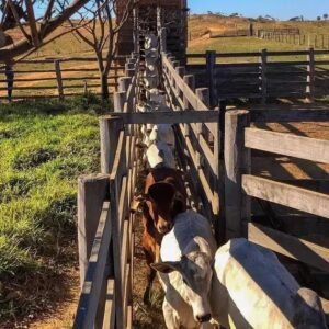 A Importância do Brete na Propriedade Rural: 5 Dicas Essenciais