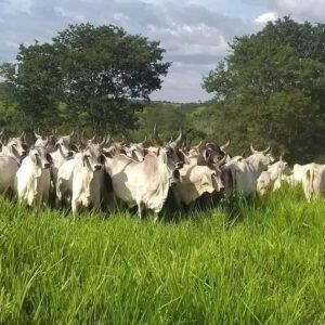 Adubo Super Simples para Pastagem: Mito ou Realidade?