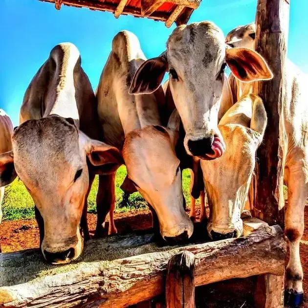 Alimentação do Gado na Seca: Dicas e Duração Essencial