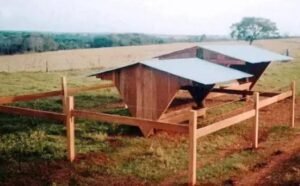 Alimentação Exclusiva para Bezerros Desmamados: O Que Você Precisa Saber