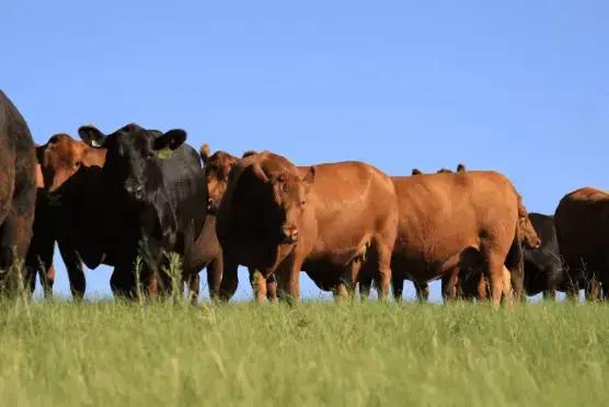 Angus: 5 Fatos sobre Carne Nobre de Alta Qualidade