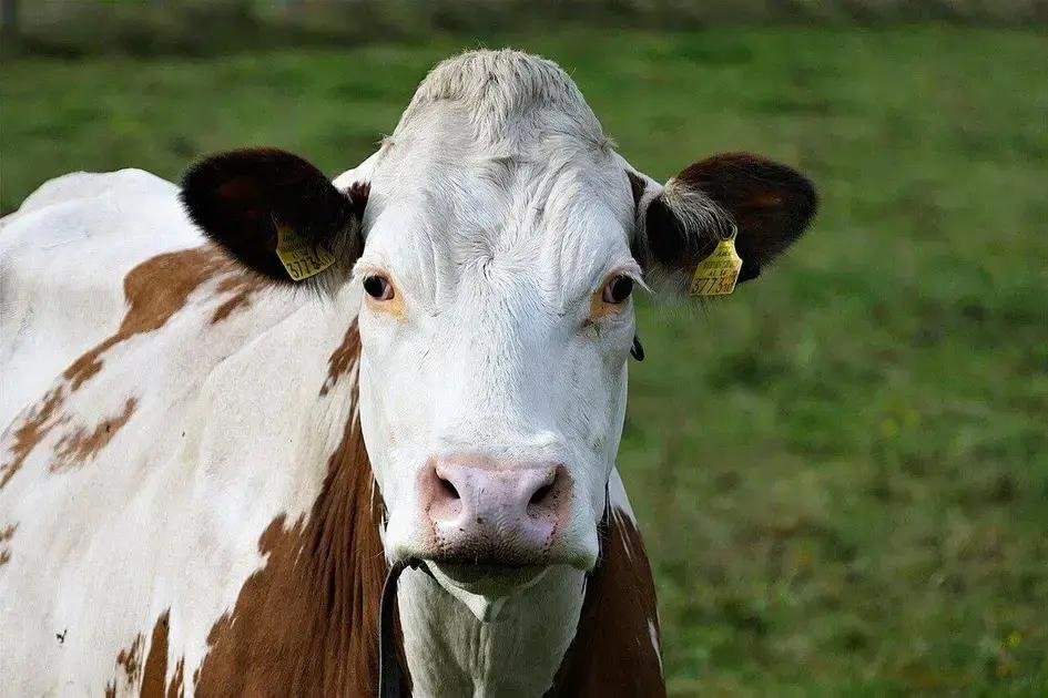 Boi 777 e Virginiamicina: Aumente a Engorda do Seu Gado