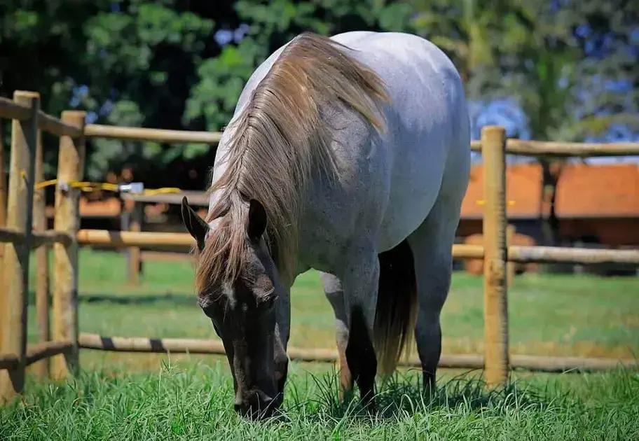 Capim para Cavalo: Os Melhores Tipos e o que Evitar