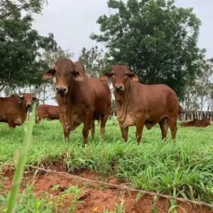 Castrar ou Não Bovinos Machos? Vantagens e Desvantagens