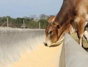 Cocho de Cimento: A Melhor Opção para o Gado?