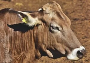 Como a Bactéria Streptomyces Virginiae Afeta o Peso Bovino