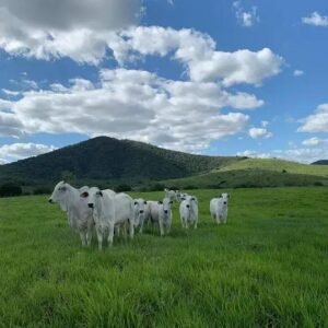 Como Corrigir a Acidez do Solo: Dicas Essenciais