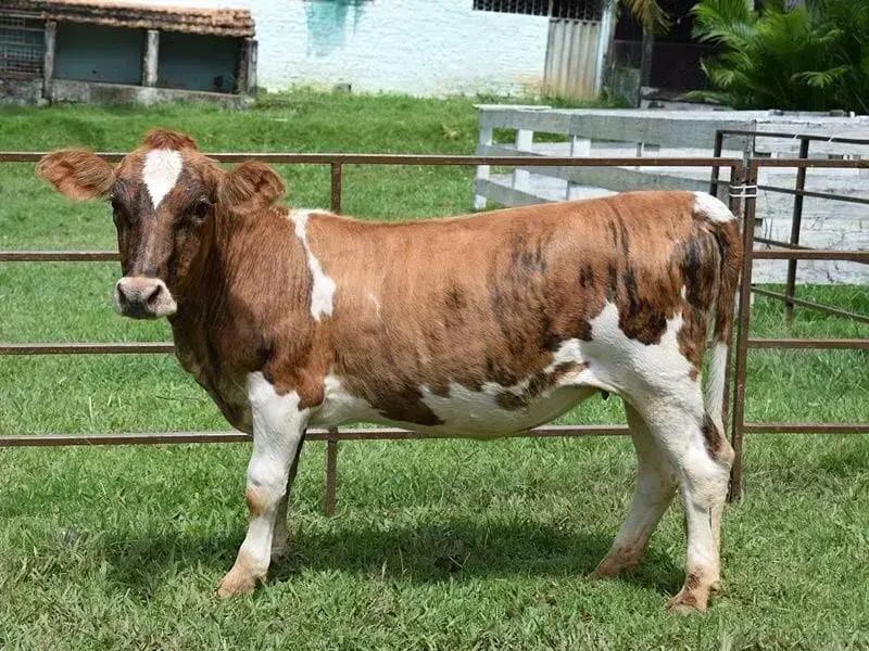 Como Criar Mini Boi na Sua Propriedade Rural?