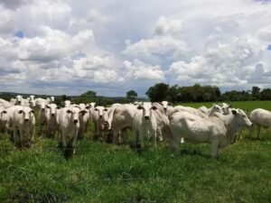 Como Engordar Boi no Cocho: 5 Dicas para Evitar o Consumo Errático