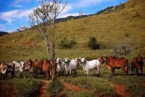 Como Fazer Consulta de Imóvel Rural: Passo a Passo