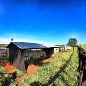 Como Fazer Sal de Gado na Sua Propriedade: Guia Completo