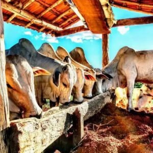 Como Fazer Sal Mineral com Ureia para Bovinos: Passo a Passo