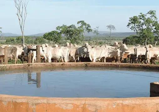 Como Manter a Água Limpa no Bebedouro de Gado