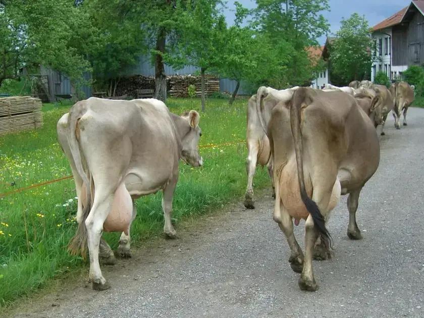 Como Medir a Altura da Garupa do Gado em 5 Passos