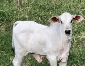 Como Mochar Bezerro: Aprenda as Técnicas Corretas