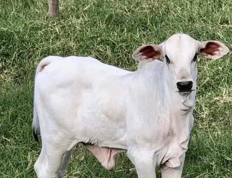 Como Mochar Bezerro: Aprenda as Técnicas Corretas