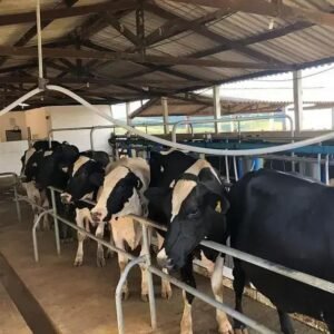 Como Montar uma Sala de Ordenha Simplificada: Dicas Práticas