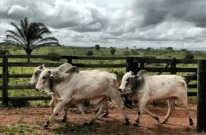 Como Oferecer Farelo de Soja para Gado: Dicas Essenciais