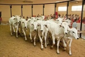 Como Participar de Leilão de Gado: 5 Passos Essenciais