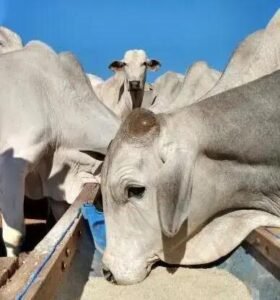 Como Saber se o Sal é Mineral para Bovinos