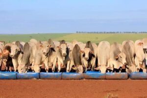 Como Servir Sal com Virginiamicina no Semi-Confinamento