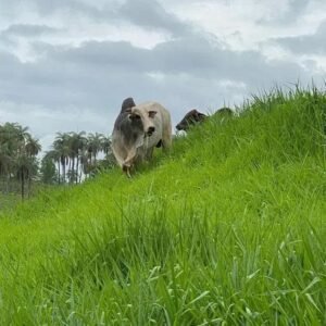 Como Usar Esterco de Gado na Propriedade Rural?