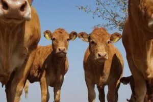 Comprar Bezerro ou Boi Magro: Qual é a Melhor Opção?