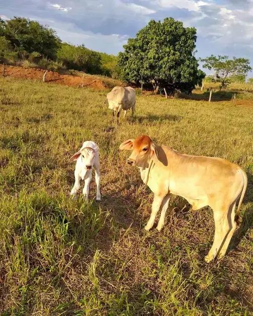 Confinamento de Bovinos: Bezerros e Novilhas com Alto Grão