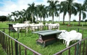 Creep Feeding: Como Facilitar a Nutrição de Bezerros