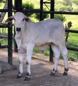 Creme para Mochar Bezerros: Funciona ou Não?