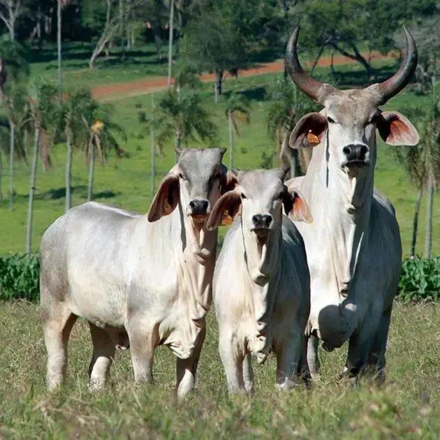 Descubra 5 Raças de Gado Brasileiro que Você Precisa Conhecer