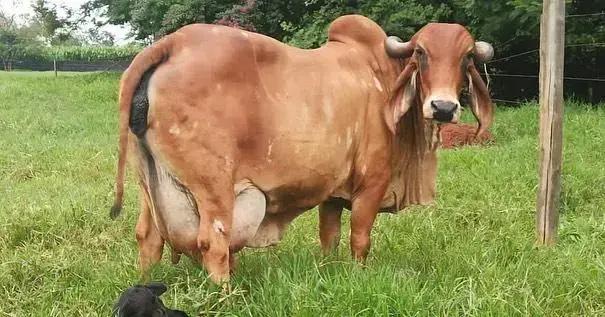 Descubra a Produtividade do Gado Gir Leiteiro