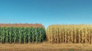 Descubra as Diferenças Surpreendentes entre Sorgo e Milho!