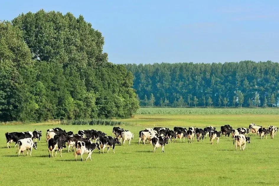 Diferença do Sal Proteinado na Seca e nas Águas