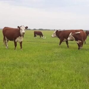 Diferenças entre Angus e Hereford: O Que Você Precisa Saber