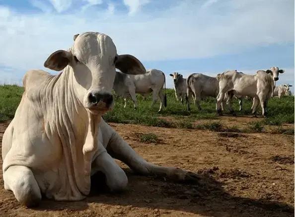 Doença da Vaca Louca: 5 Formas de Prevenir no Gado