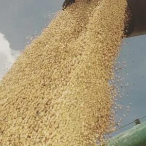 Farelo de Soja: O Que Você Precisa Saber Para Bovinos de Corte