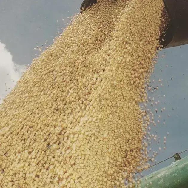 Farelo de Soja: O Que Você Precisa Saber Para Bovinos de Corte