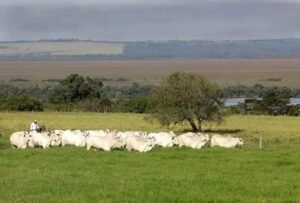 Fertilizante para Pastagem: Quando e Como Aplicar