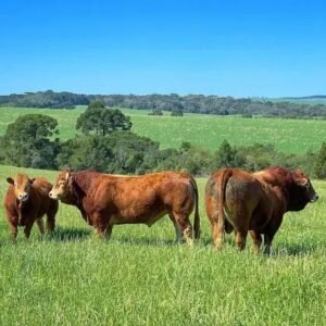 Gado Limousin: A Melhor Opção para Pecuária de Corte?