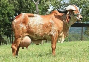 Gado Mestiço: Impactos na Produção de Leite